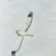 Mini original watercolour of a male hen harrier image 1