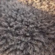 Mule Sheepskin image 2