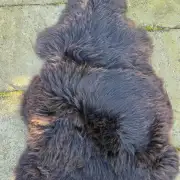 Hebridean Sheepskin image 4
