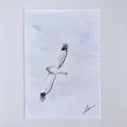 Mini original watercolour of a male hen harrier image 2