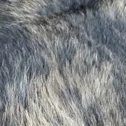 Hebridean Sheepskin image 2