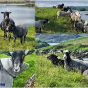 'The Sheep' Puzzle - available now! image 1