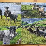 'The Sheep' Puzzle - available now! image 3