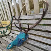 Tweed covered stag skull image 2