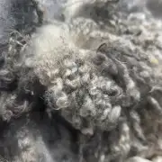 Gotland fleece image 13
