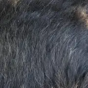 Hebridean Sheepskin image 3