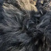 Hebridean Sheepskin (small) image 2