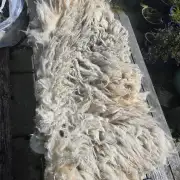 Gotland fleece image 1