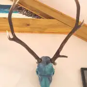 Tweed covered stag skull image 9