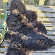 Hebridean Sheepskin image 1