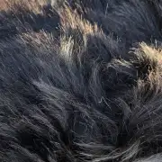 Hebridean Sheepskin image 2