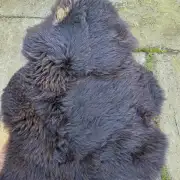 Hebridean Sheepskin image 5