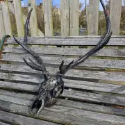 Painted stag skull image 6
