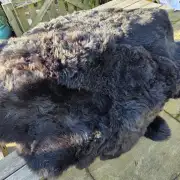 Sexto Sheepskin - 6 pelt rug! Hebridean image 14