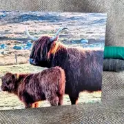 Greetings cards pack of 6 - Hebridean image 11