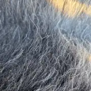 Herdwick Sheepskin image 3