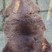 Mule Sheepskin image 5