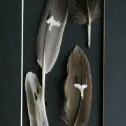 Gannets painted on duck and chicken feathers image 1