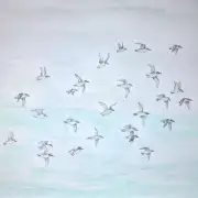 Medium original watercolour of flying sanderlings image 1