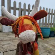 Tweed Heilan Coo image 10
