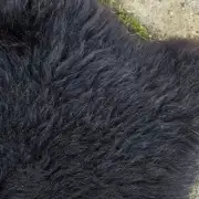 Hebridean Sheepskin image 5