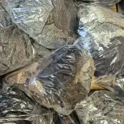 Vintage Tweed scraps - unwashed image 2