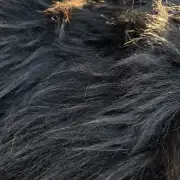 Icelandic Sheepskin image 5