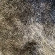Herdwick Sheepskin image 2