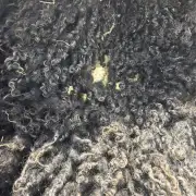 Gotland fleece - whole image 8