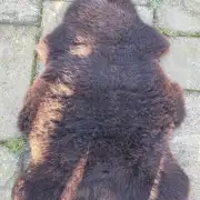 Mule Sheepskin image 3