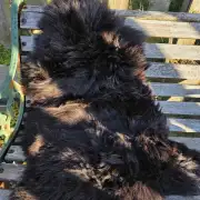 Hebridean Sheepskin image 1