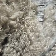 Gotland fleece image 15