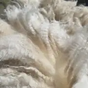 Gotland fleece image 5