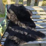 Hebridean Sheepskin image 1