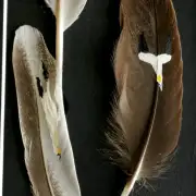 Gannets painted on duck and chicken feathers image 2