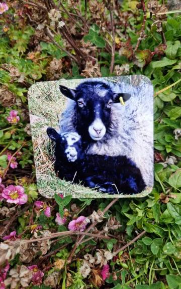 Coaster - sheep