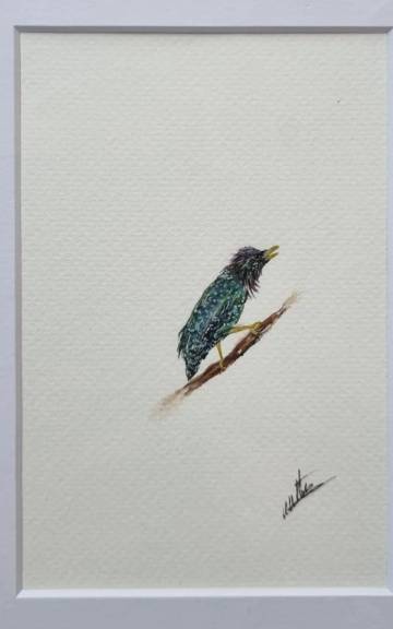 Mini Original Watercolour of a starling