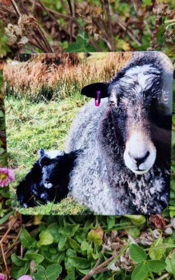 Coaster - sheep