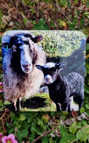 Coaster - sheep