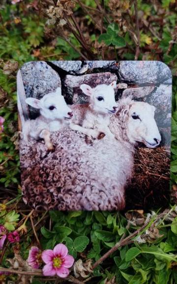 Coaster - sheep