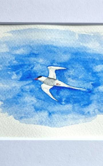 Mini Original Watercolour of a tern