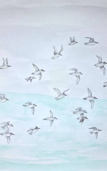 Medium original watercolour of flying sanderlings