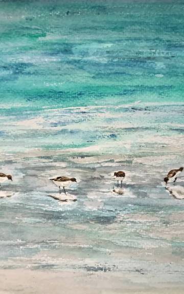 Large Original watercolour of sanderlings