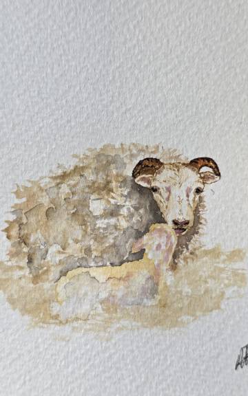 Mini Original Watercolour of Frosty the icelandic and lamb