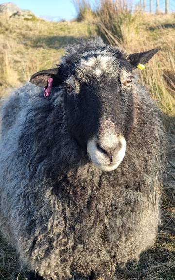 Harriet