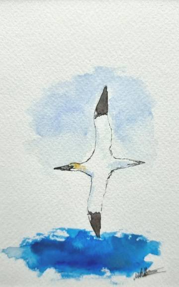 Mini Original Watercolour of a Gannet