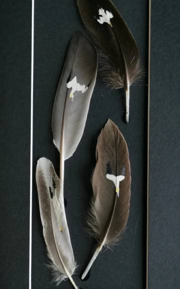 Gannets painted on duck and chicken feathers