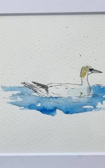 Mini Original Watercolour of a Gannet