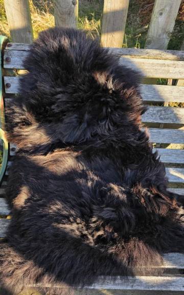 Hebridean Sheepskin
