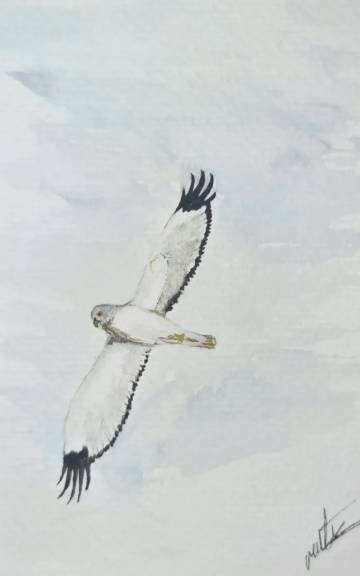 Mini original watercolour of a male hen harrier